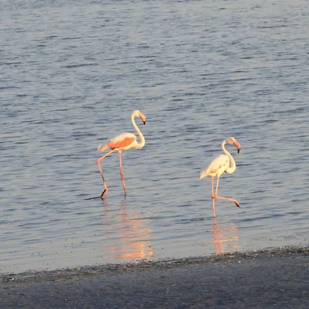 Is Candelaus Capoterra